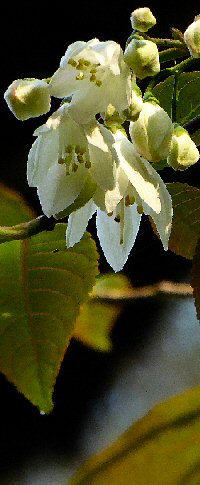 Parastyrax   see  Styracaceae species nova